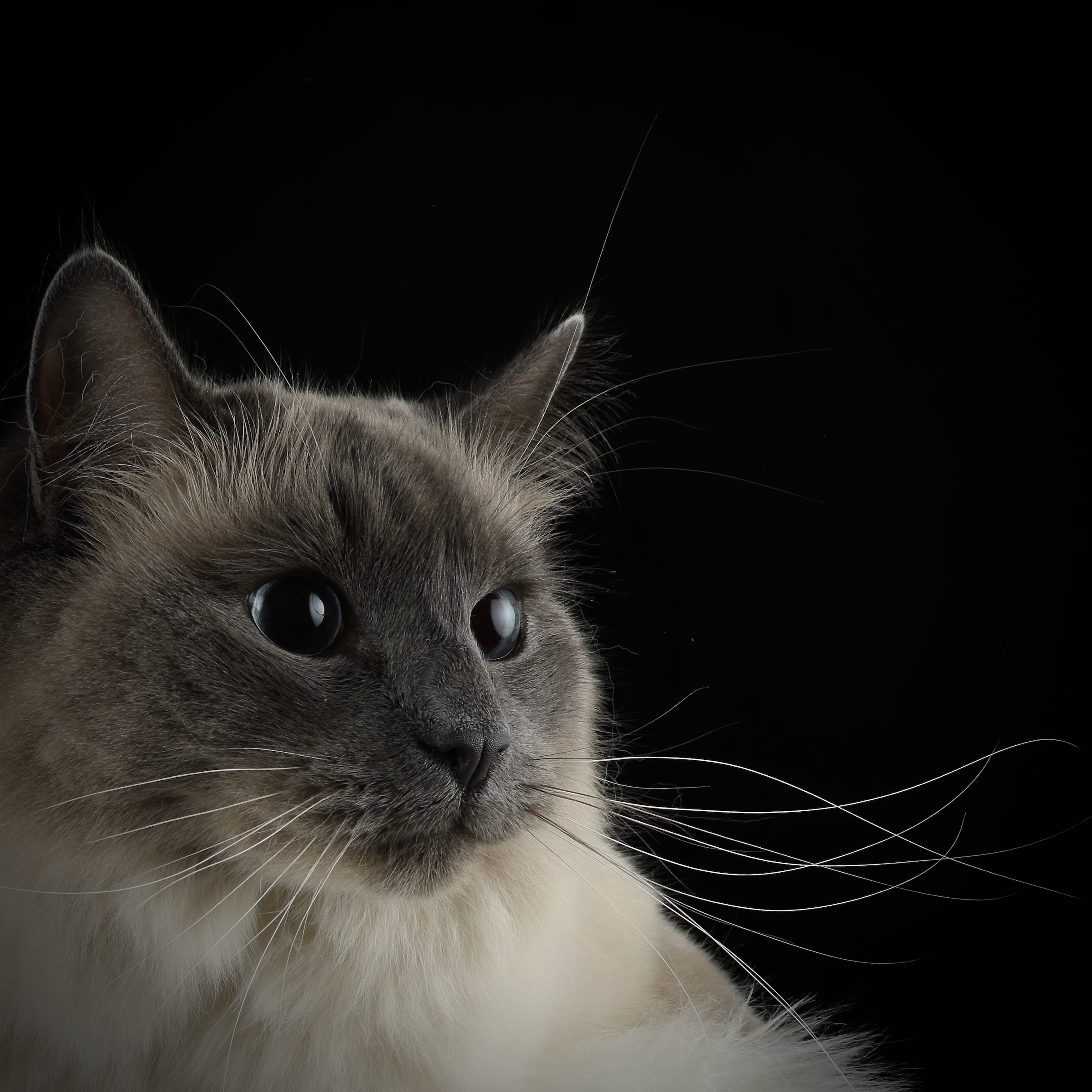 160A0527 pet photographer in Denver