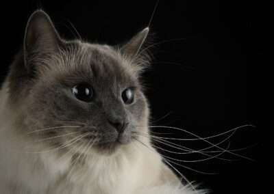 pet photographer in Denver