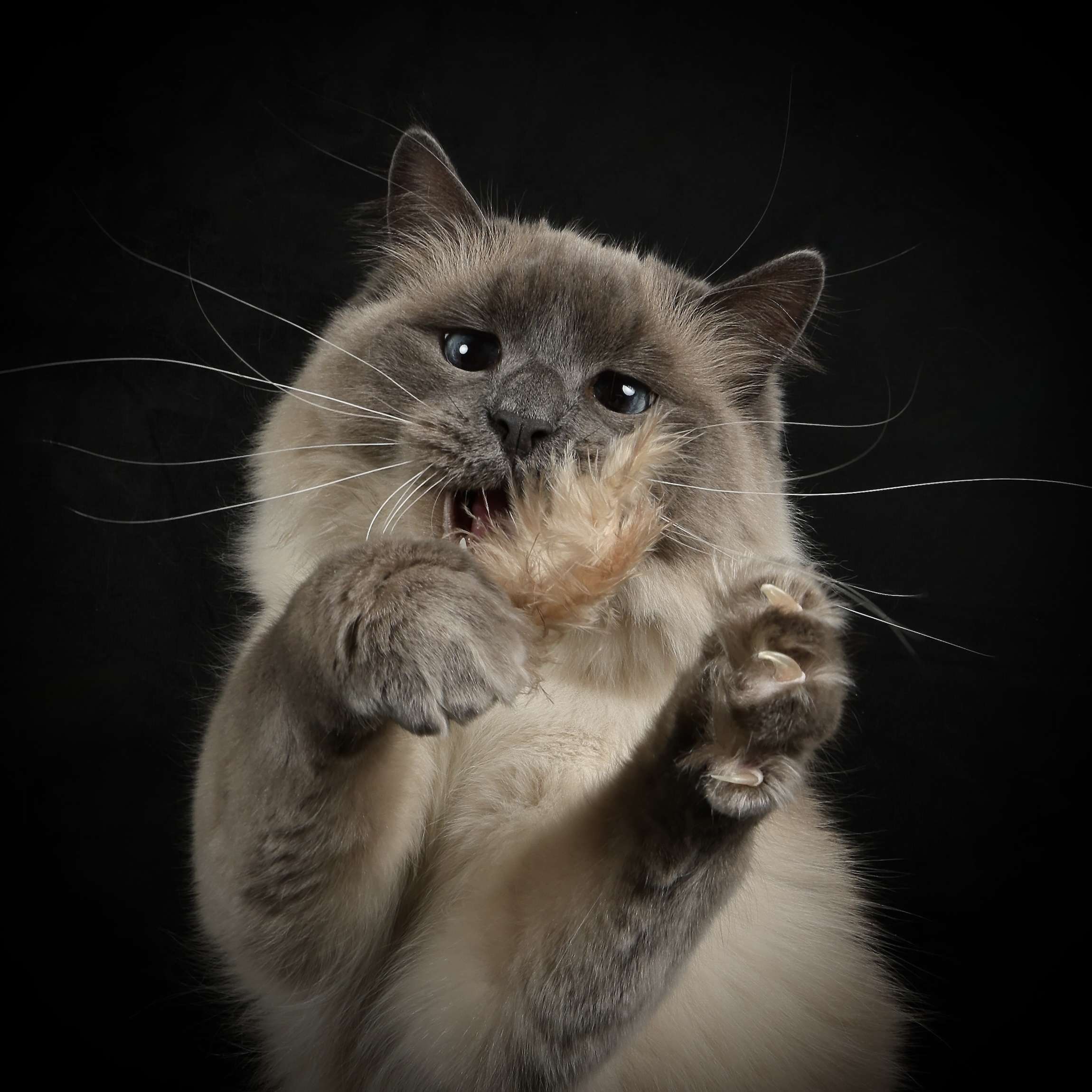 cat photography cat photography
