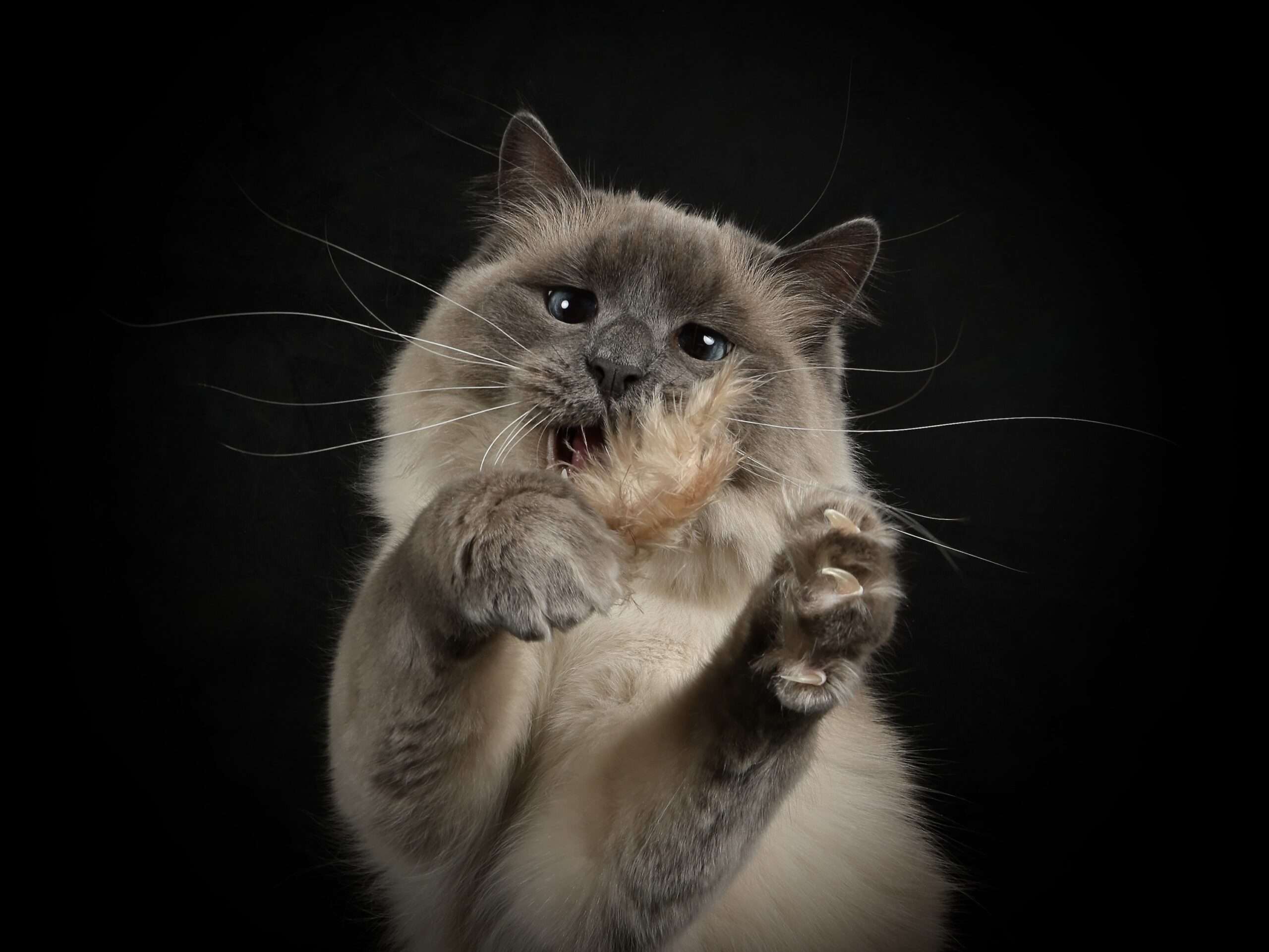 pet photographer in Denver