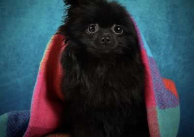 pet photographer in Denver