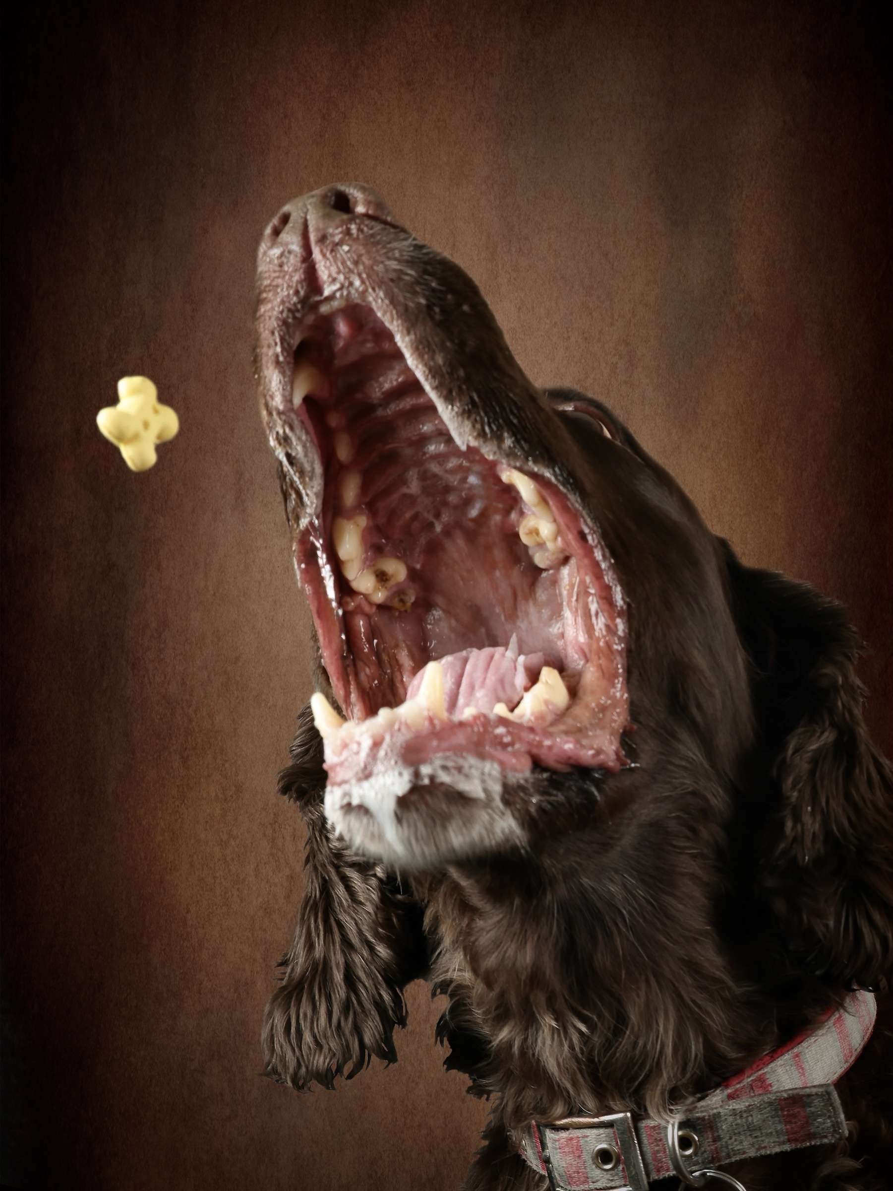 pet photographer in Denver