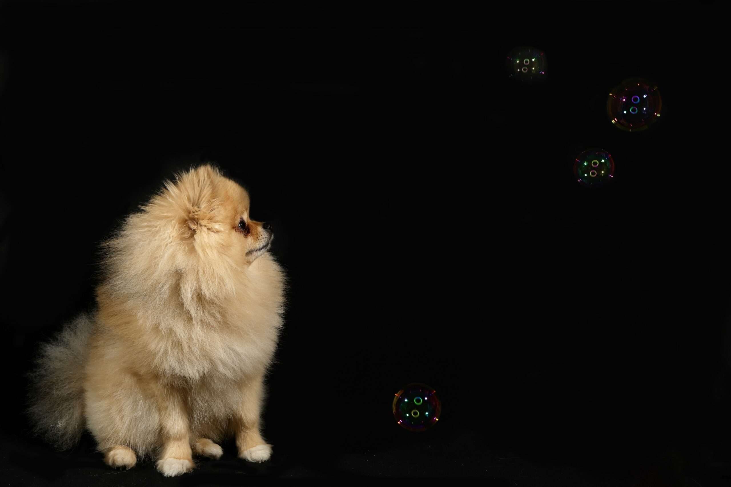 dog photographer in denver