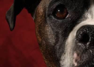 pet photographer in Denver
