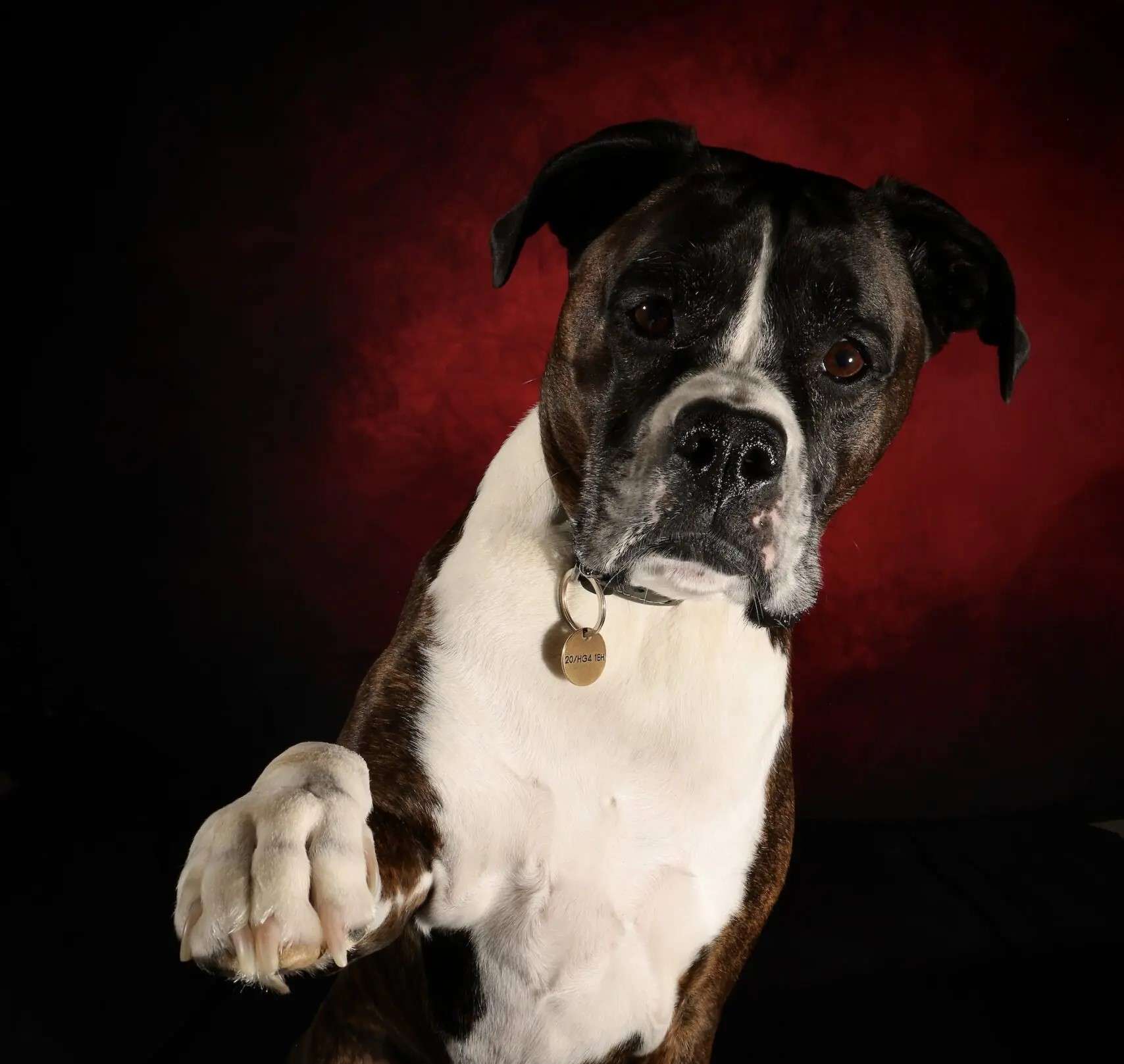 pet photographer in denver