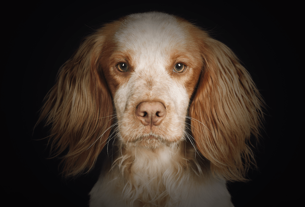 dog photographer in denver