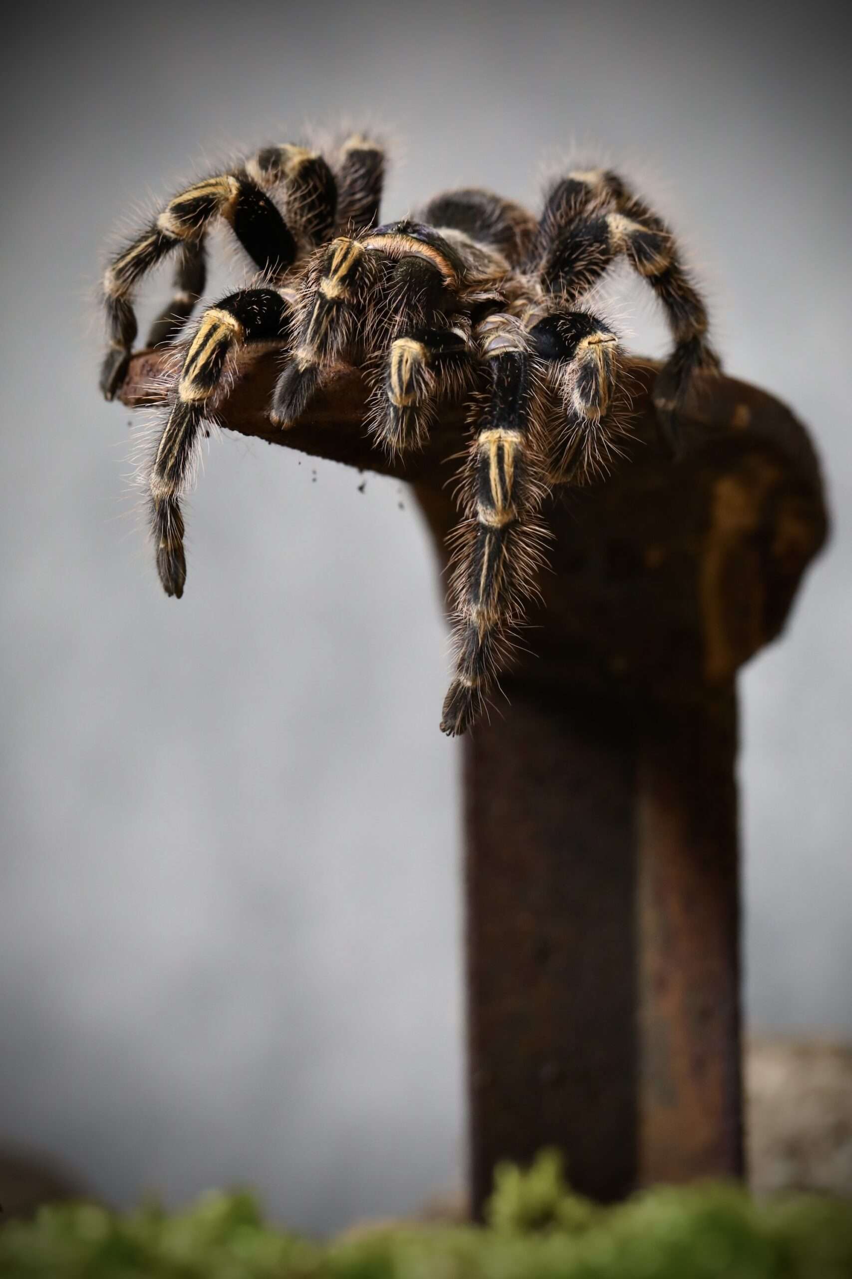 tarantula