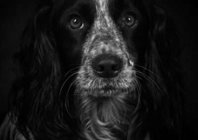 pet photographer in Denver