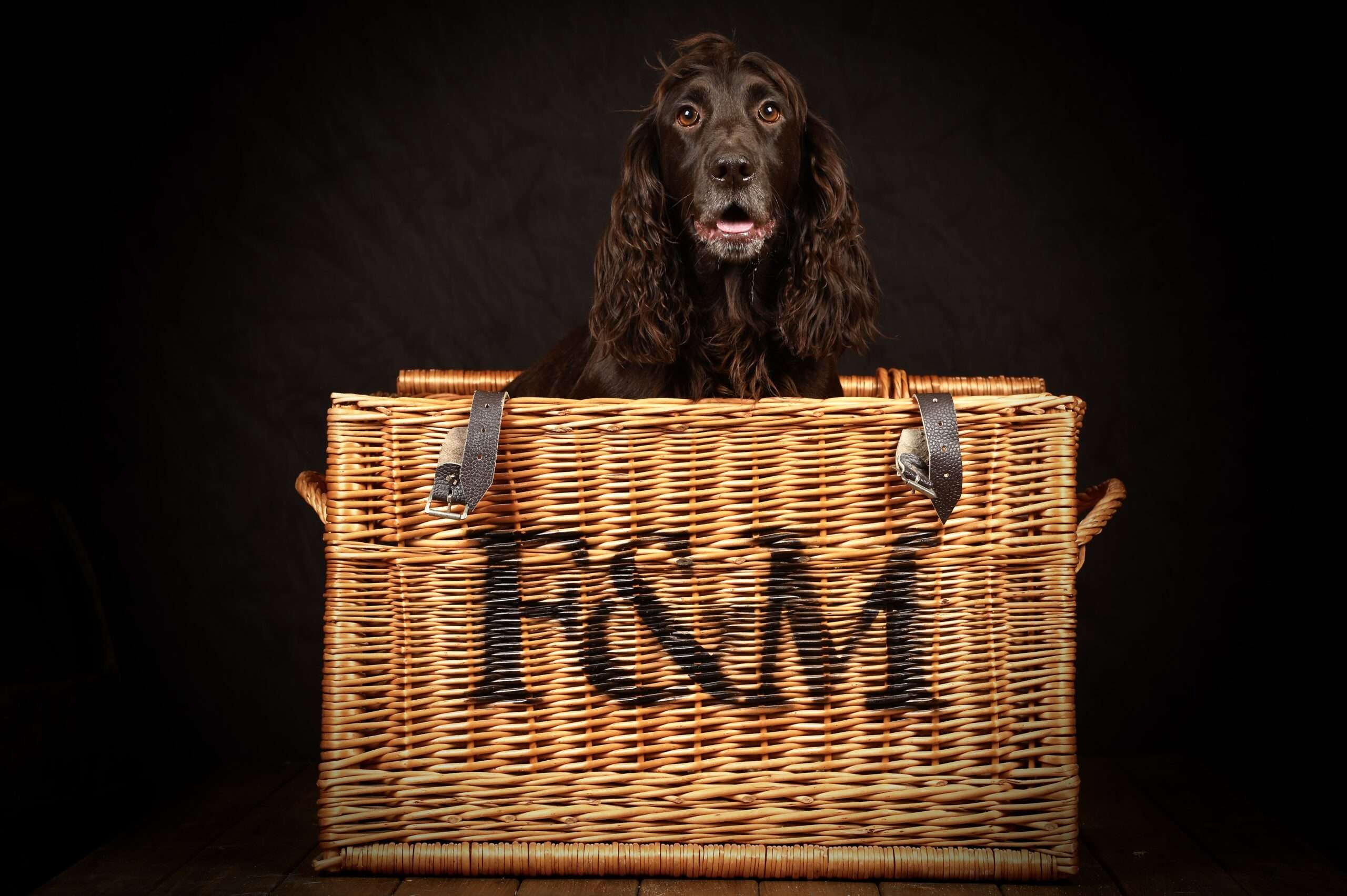 pet photographer in denver