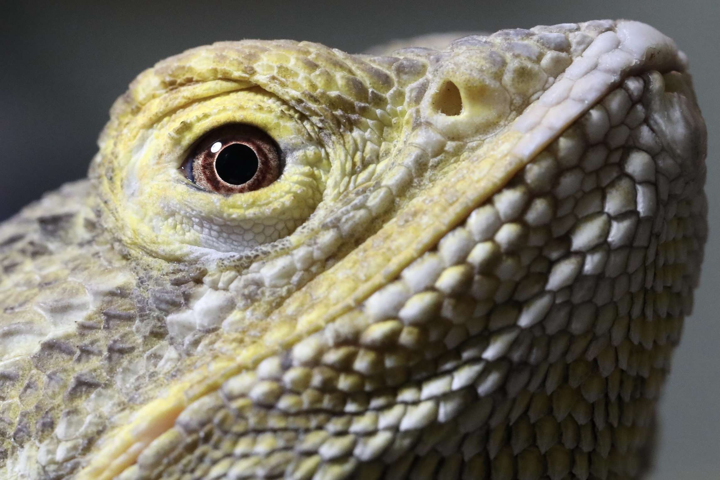 Exotic pet photographer in Denver