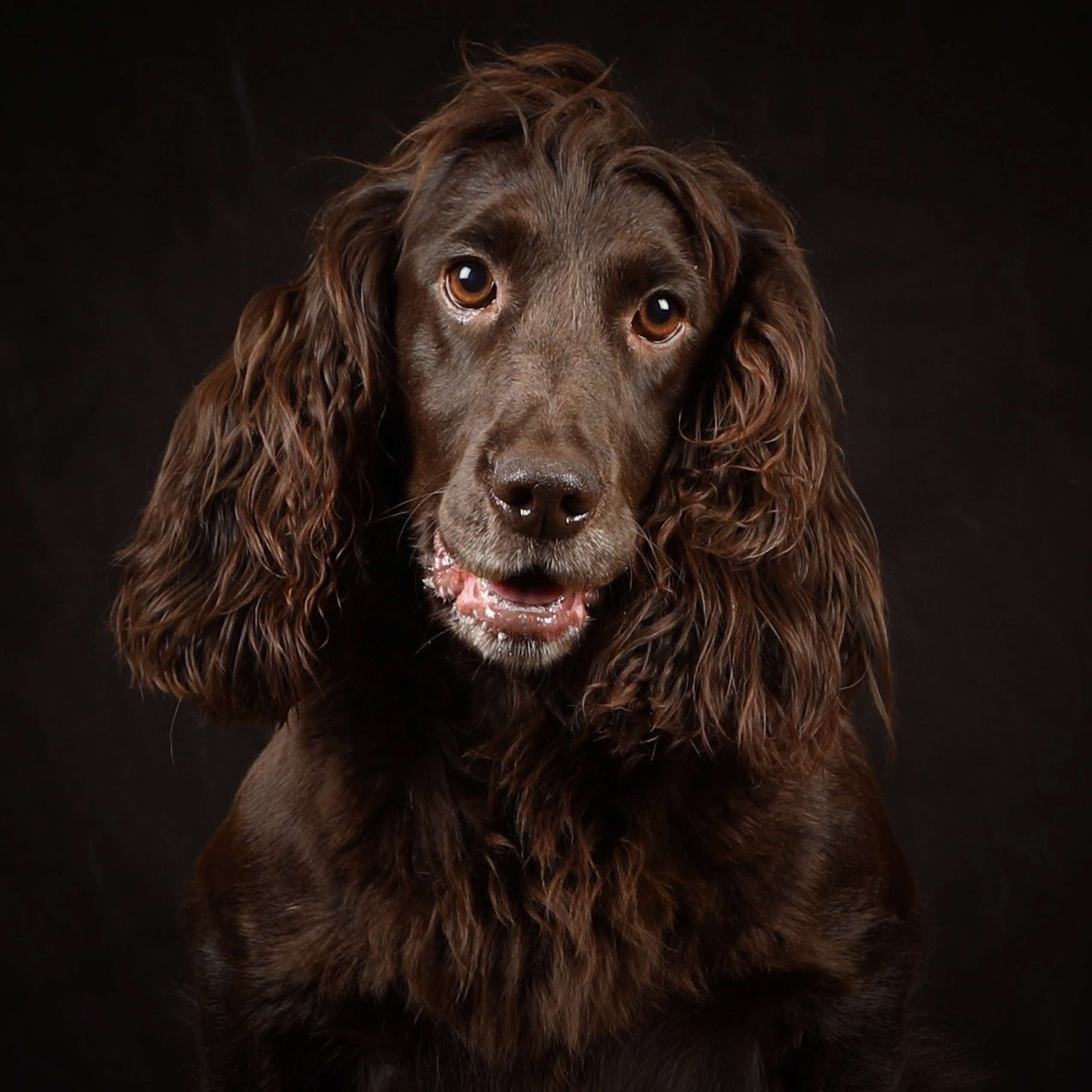 dog photography dog photography