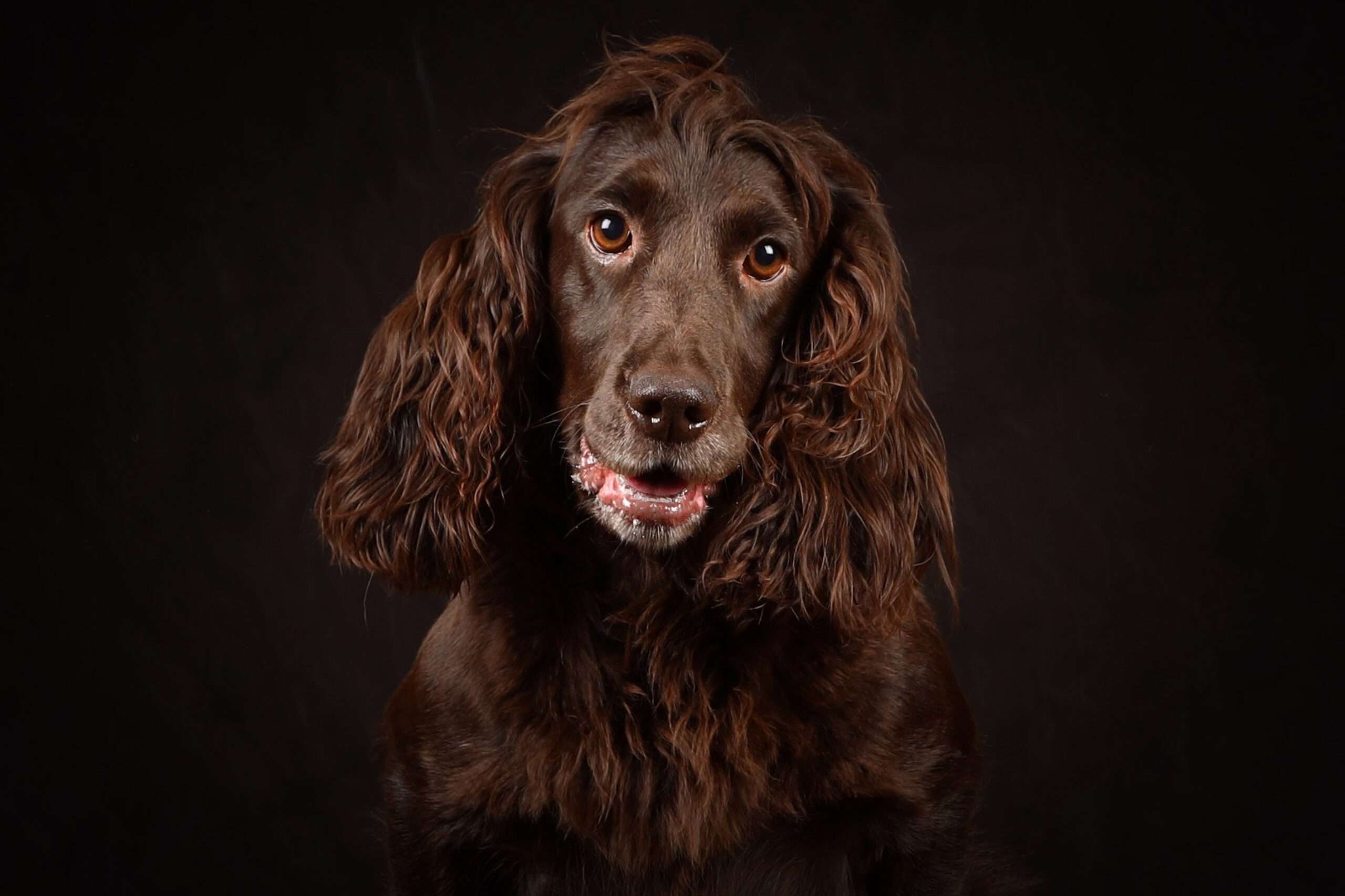 pet photographer in Denver