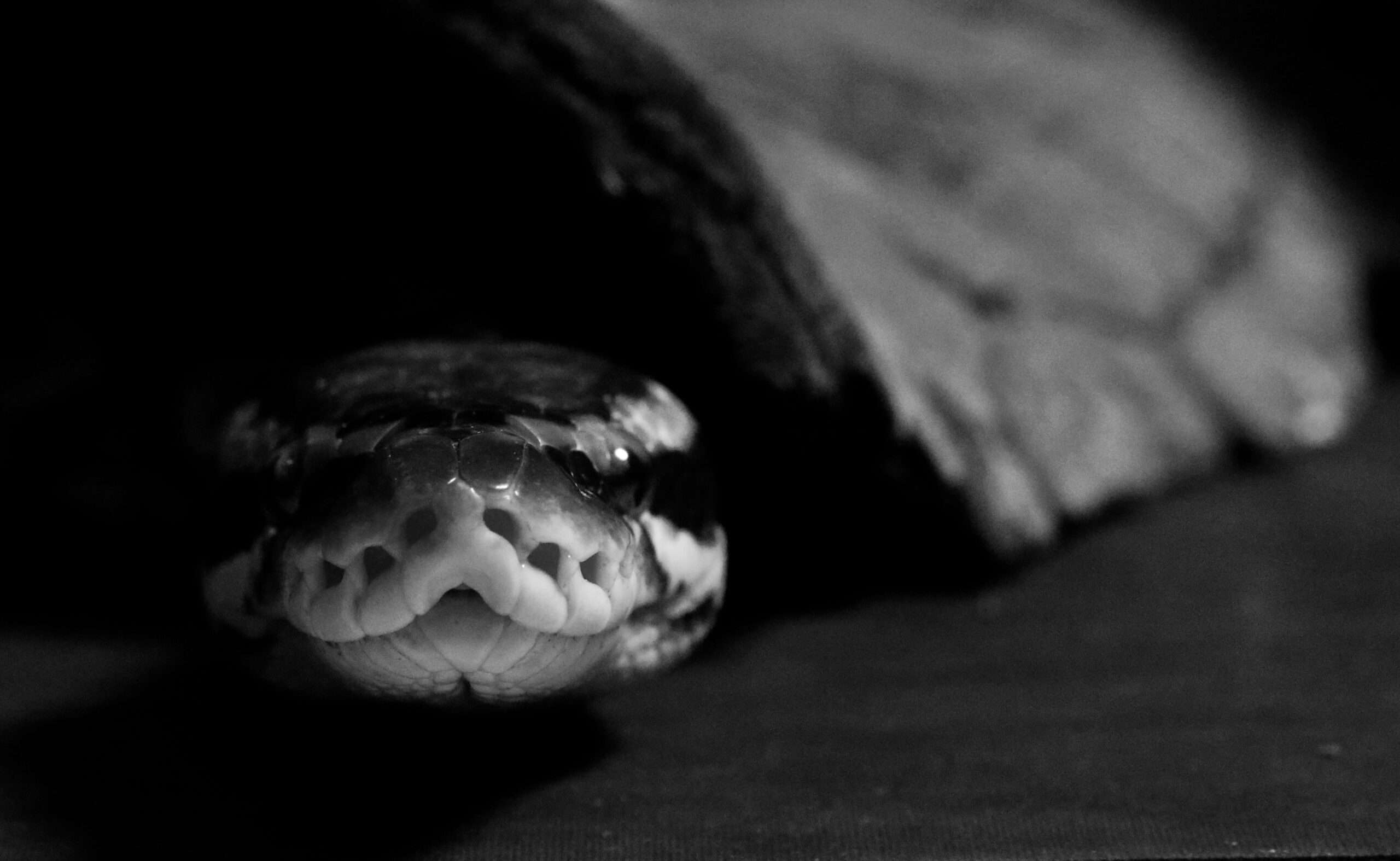 Exotic pet photographer in Denver - snake