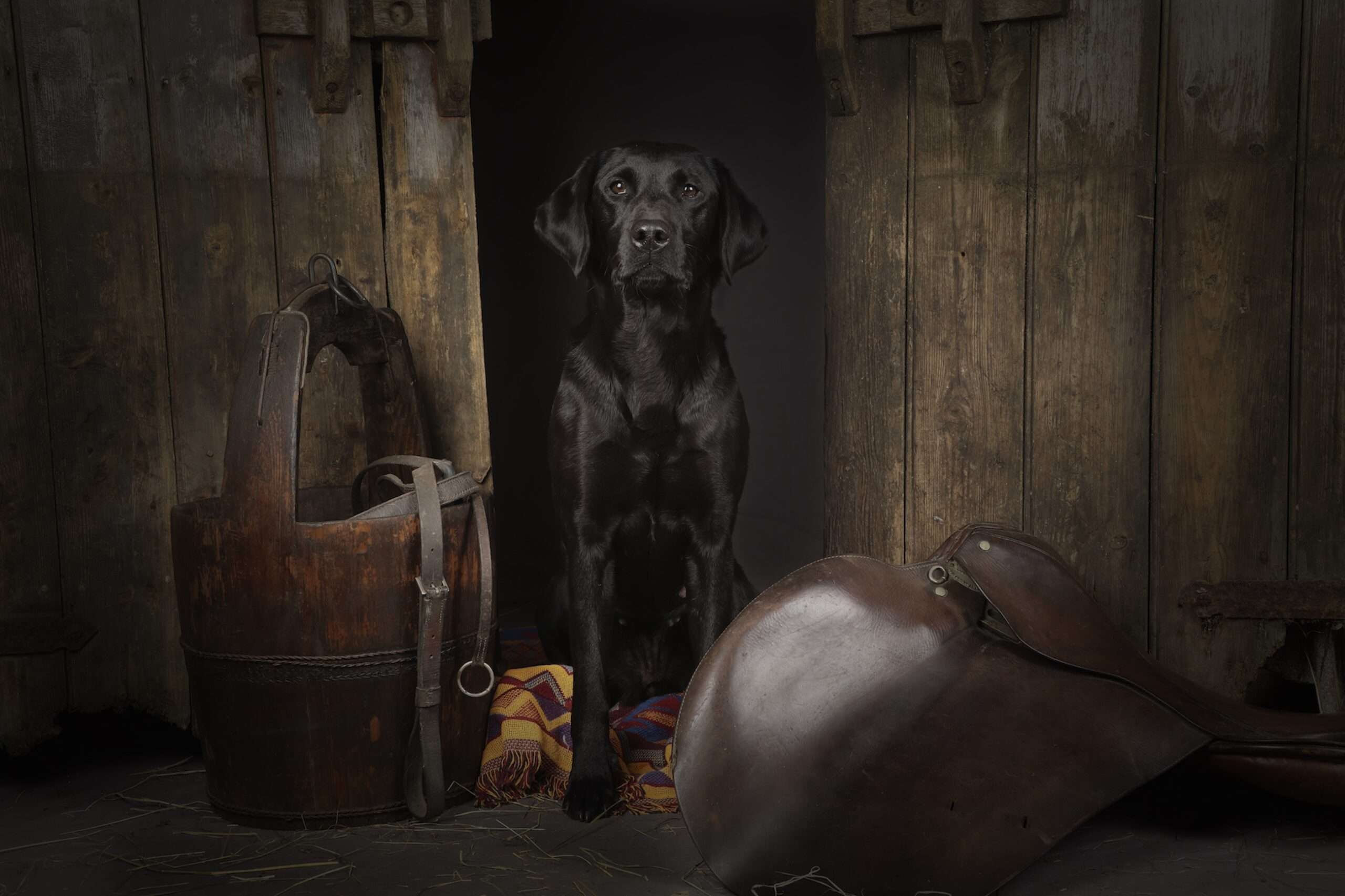 dog photographer in denver