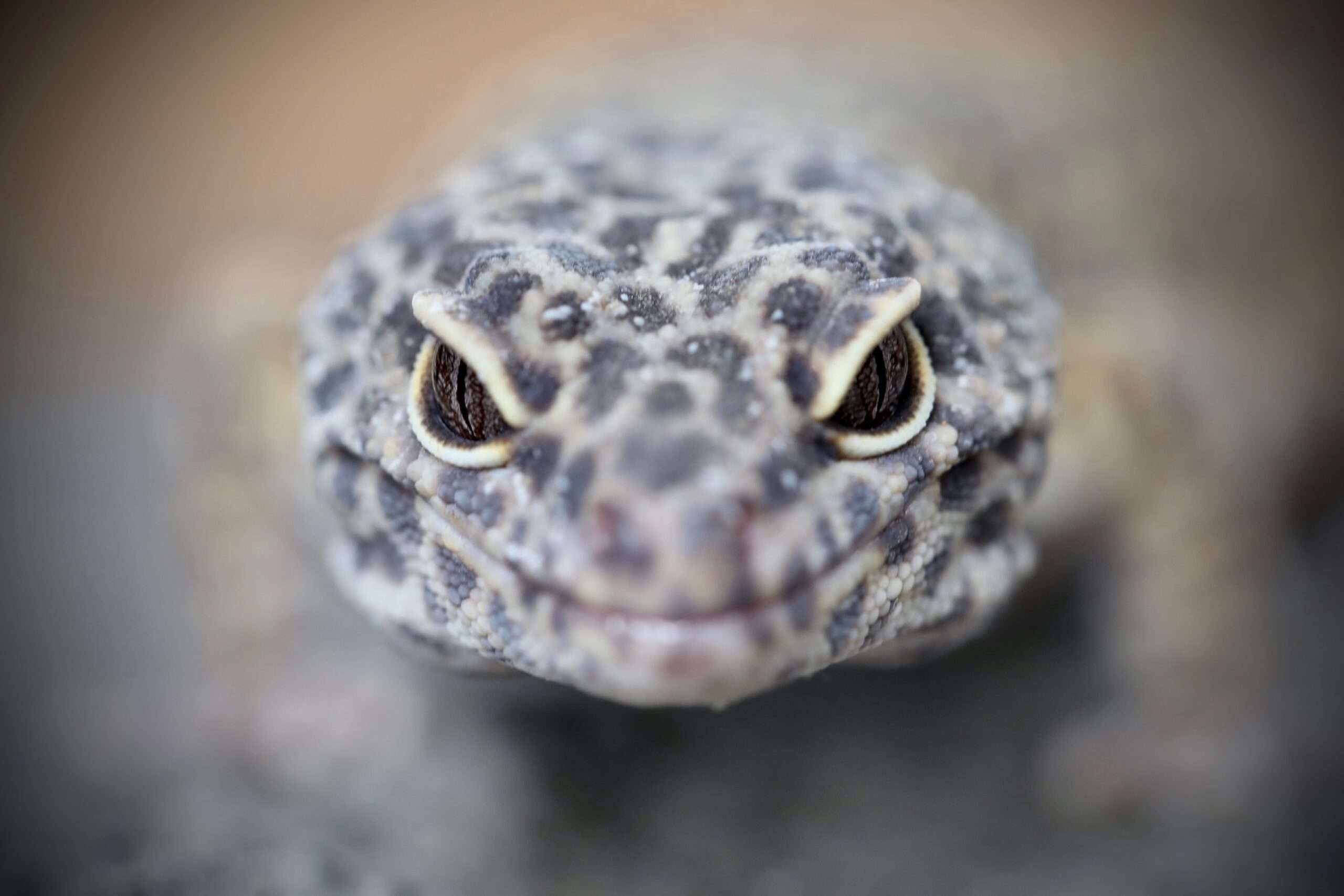 Exotic pet photographer in Denver