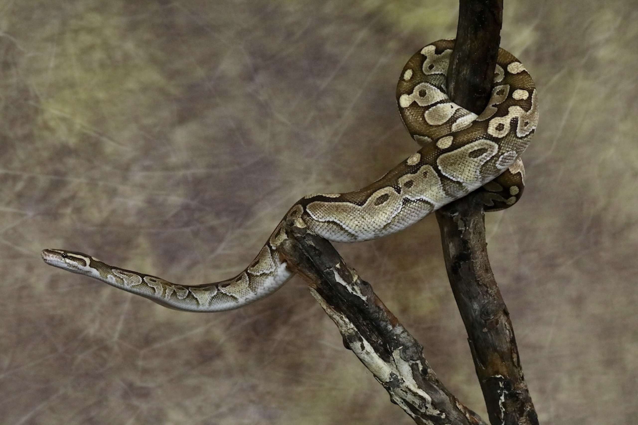 Exotic pet photographer in Denver - snake